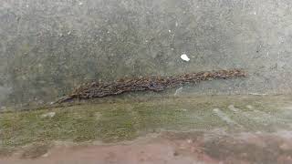 Worms Unity- Have you seen this before