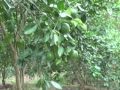 Patios integrales, huertos familiares, almacenamiento de agua PIMCHAS- CARE Nicaragua