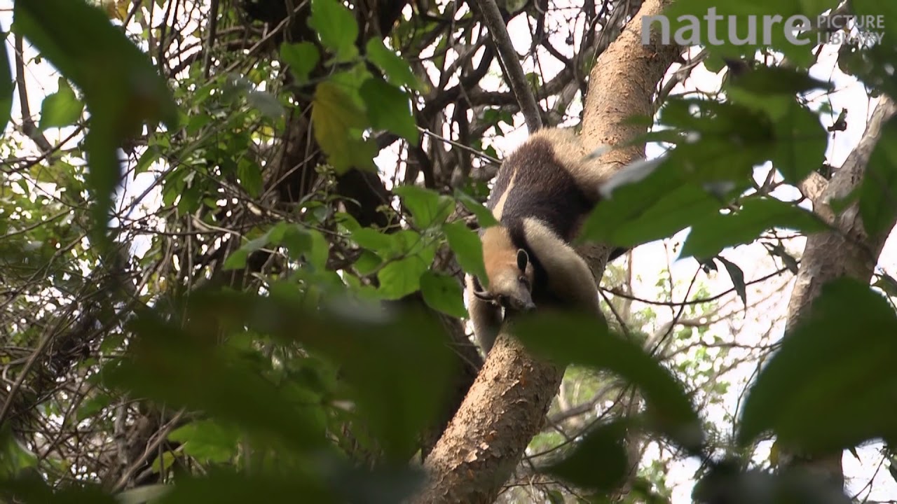 footage of chernobyl Northern tamandua climbing down tree, showing use of partially prehensile tail
