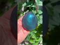 Guess The Name Of This Slime - Emmabeeslimes - Oddly Satisfying - Prize Draw Ended &amp; on tt only.