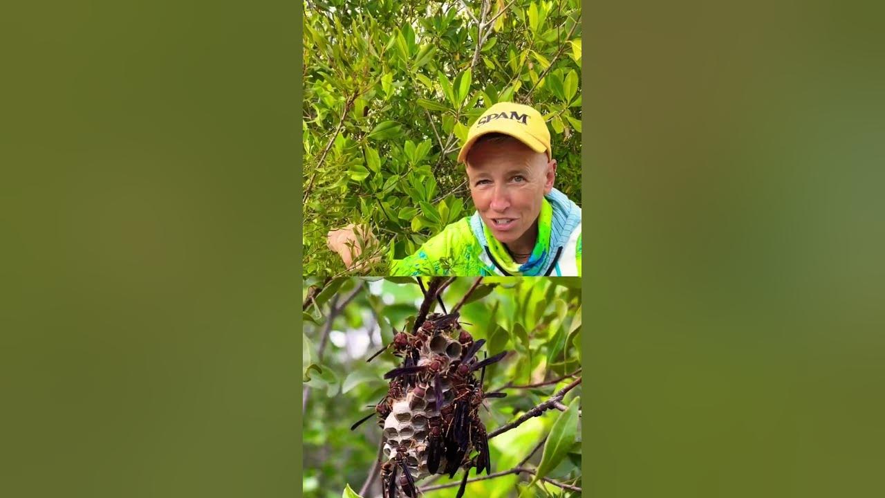 Would you purposely get stung by a paper wasp like Coyote Peterson? #