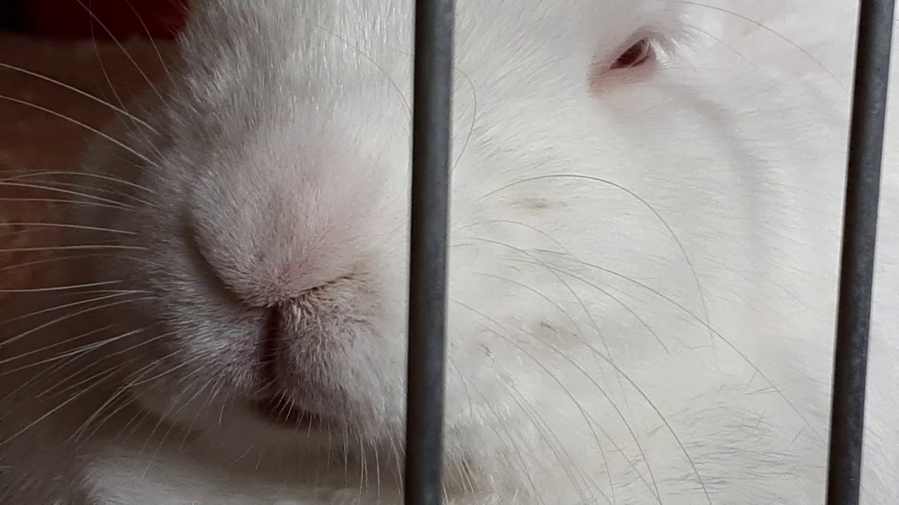 Super-cute snoring bunny rabbit - YouTube