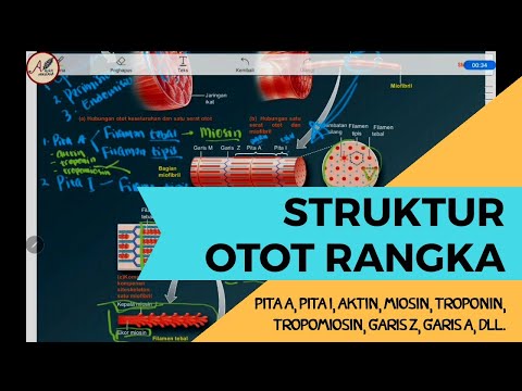 Video: Bagaimanakah aktin dan miosin berfungsi bersama?