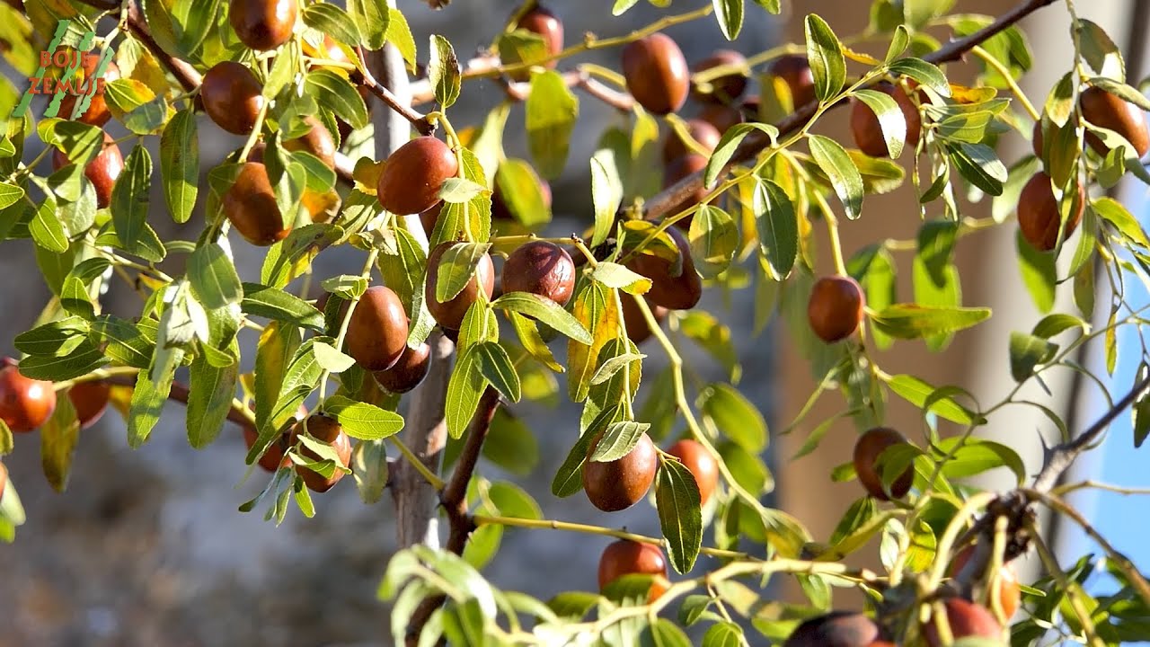 BOJE ZEMLJE Žižule