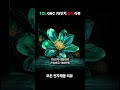 TCL Q6C 75인치 솔직 리뷰｜QD 미니 LED 게임 TV 끝판왕