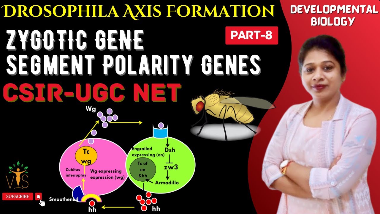 Drosophila Development-8 | Segment Polarity Genes - YouTube