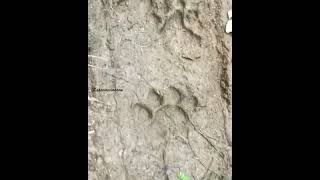 ngikuti jejak kaki #kucinghutan #kucingkuwuk