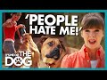 Owner's Super Reactive Dogs are Making Other People HATE Her! | It's Me or The Dog
