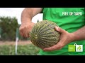 ¡Conoce el melón piel de sapo de Rijk Zwaan para exportación y mercado nacional!