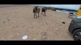 burros en Fuerteventura