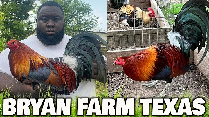 Ronnie Bryant Beautiful Birds Bryan Farm | Farm Vi...