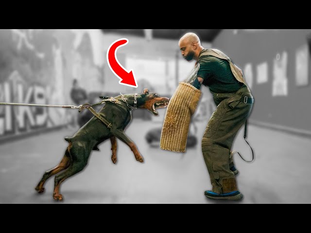 How To Train YOUR Dogs w/ Jas Leverette @CaliK9DogTraining