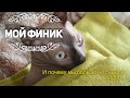 МОЯ ГРУСТНАЯ ИСТОРИЯ.Сфинксы: Финик и Лея ❤️