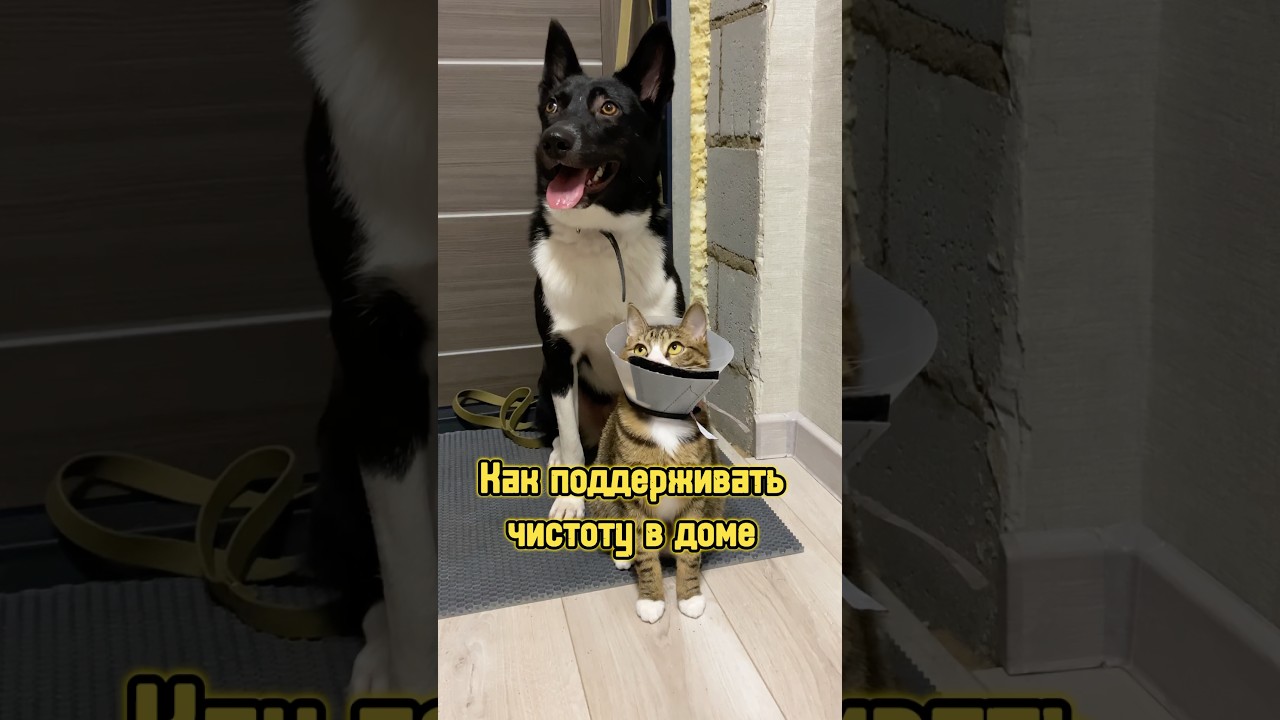 Как поддерживать чистоту в доме 🐾 #питомцы #уборка #уборкадома #котики #собака