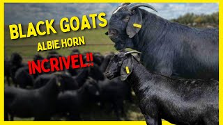 ☑️ Black Goats - Albie Horn