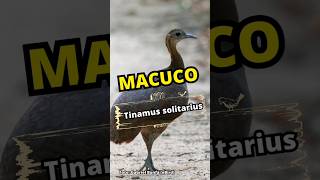 Macuco (Tinamus solitarius) Solitary Tinamou #aves #macuco #natureza #vida