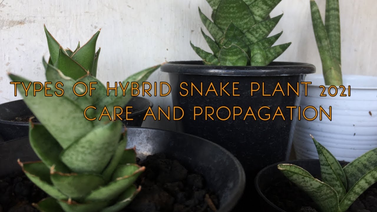 TYPES OF HYBRID SNAKE PLANT 2021 | CARE AND PROPAGATION - YouTube