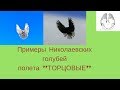 Пример Николаевских голубей ТОРЦОВЫЙ полет