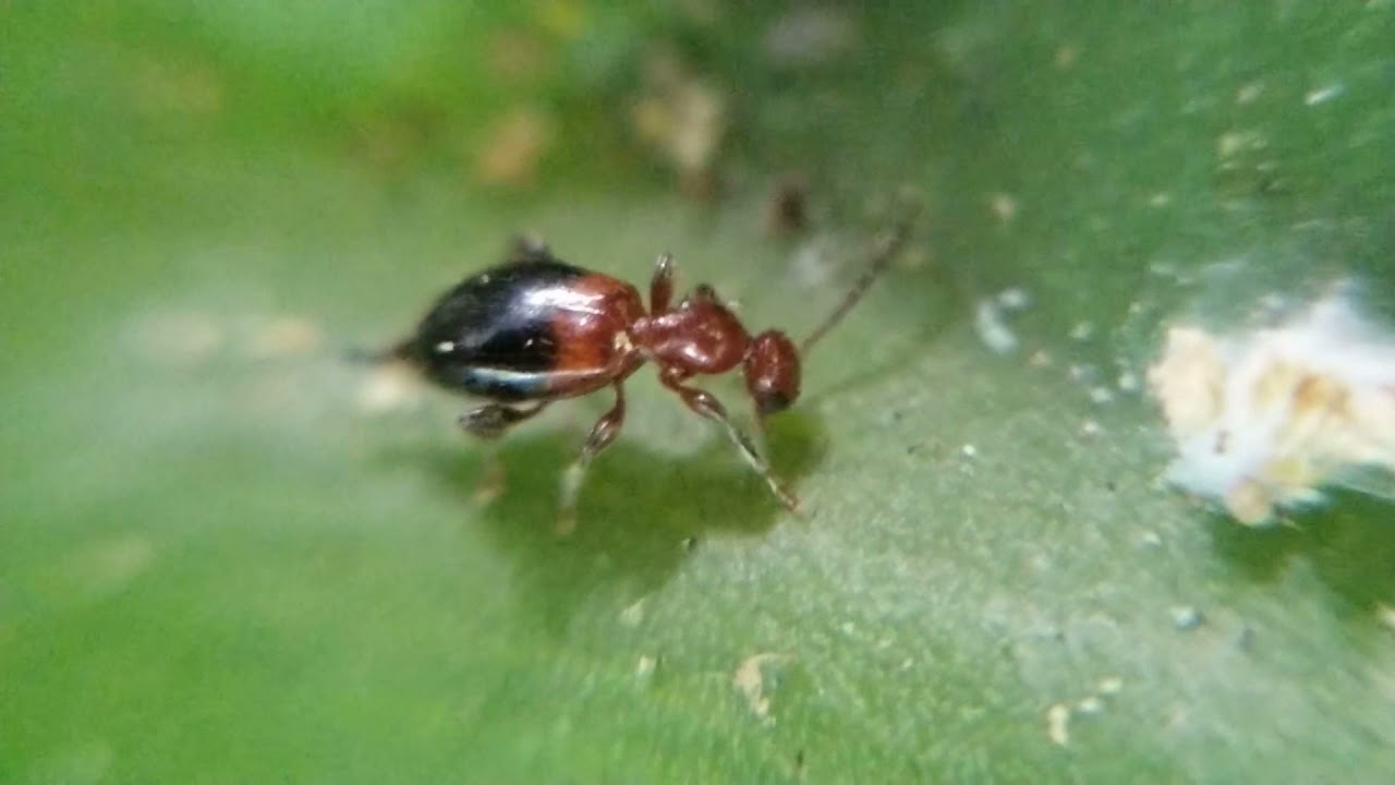 二色蟻形蟲Anthelephila klapperichi 2021.9.23.天母往鳥類觀察廣場旁菇婆芋葉