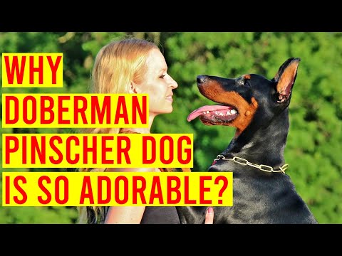 Video: Doberman Pinscher Dog Breed Hypoallergenic, Kesehatan Dan Masa Hidup