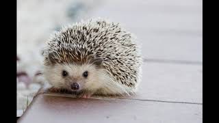 Hedgehogs - Relaxation for you and your pet
