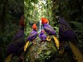 "Two colorful birds perform a playful courtship dance, hopping closer, spreading their fe