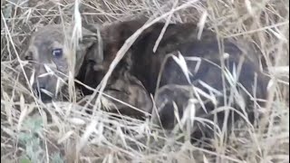 Dog Rescued by the Shelter  21st June