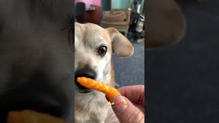 Cute Dog FOX Is Asked Do You Like A Cheetos Cheese Puff shorts cutedog shortsfeed