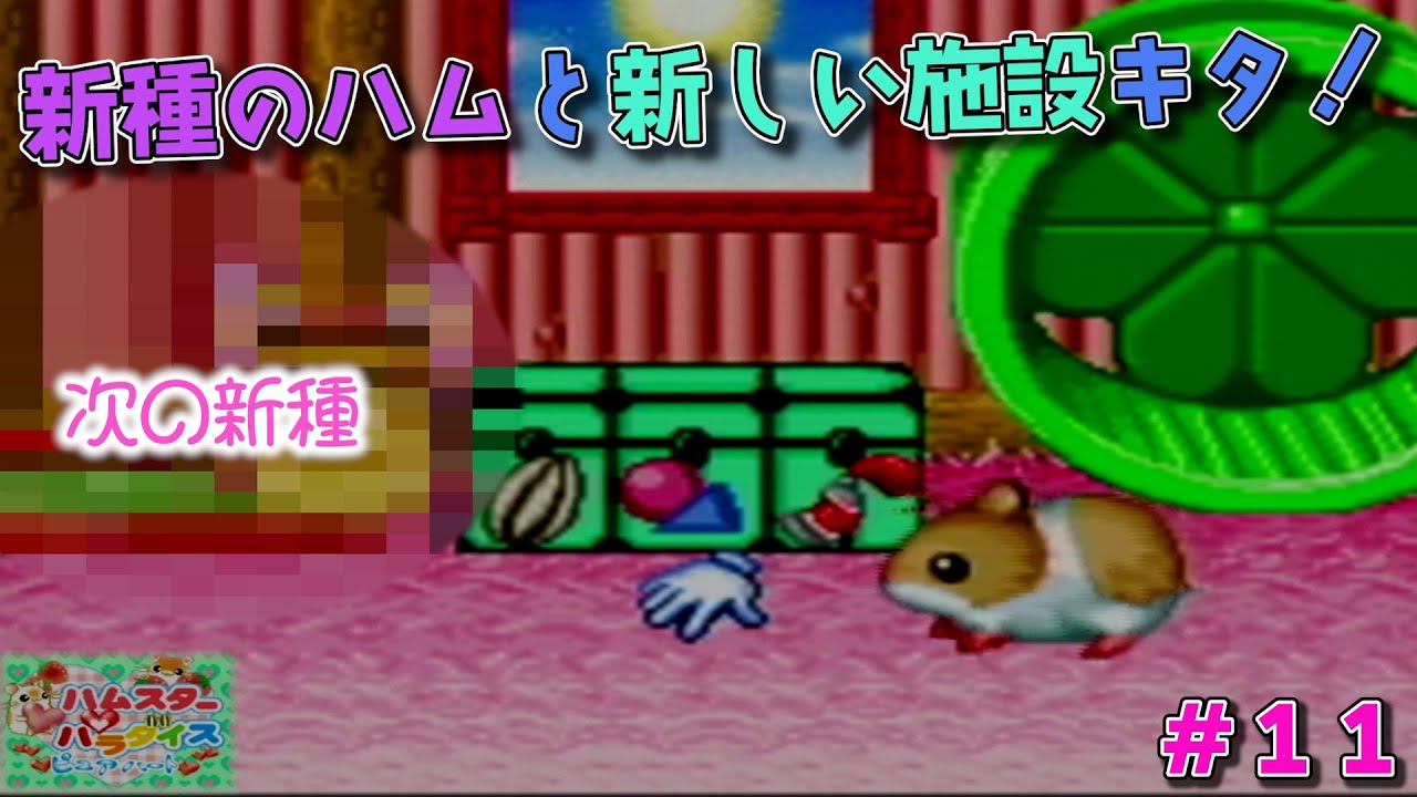 11ゴルとかしこむも結婚！【ハムスターパラダイス ピュアハート
