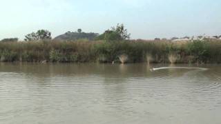 TFL Hobby - Genesis RC Boat Maiden run