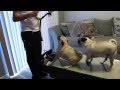 Excited Pugs