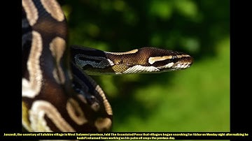 Indonesia man swallowed by python, villagers and reports say