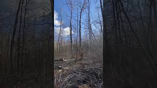Cutting dead tree #cuttingskills #cuttingwood #cuttingtree #subscribers #subscribemychannel #viral