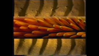ABC TV Ident Desert Flower ABN 2, 1 7 89 ABC TV Ident Desert Flower ABN 2, 1 7 89