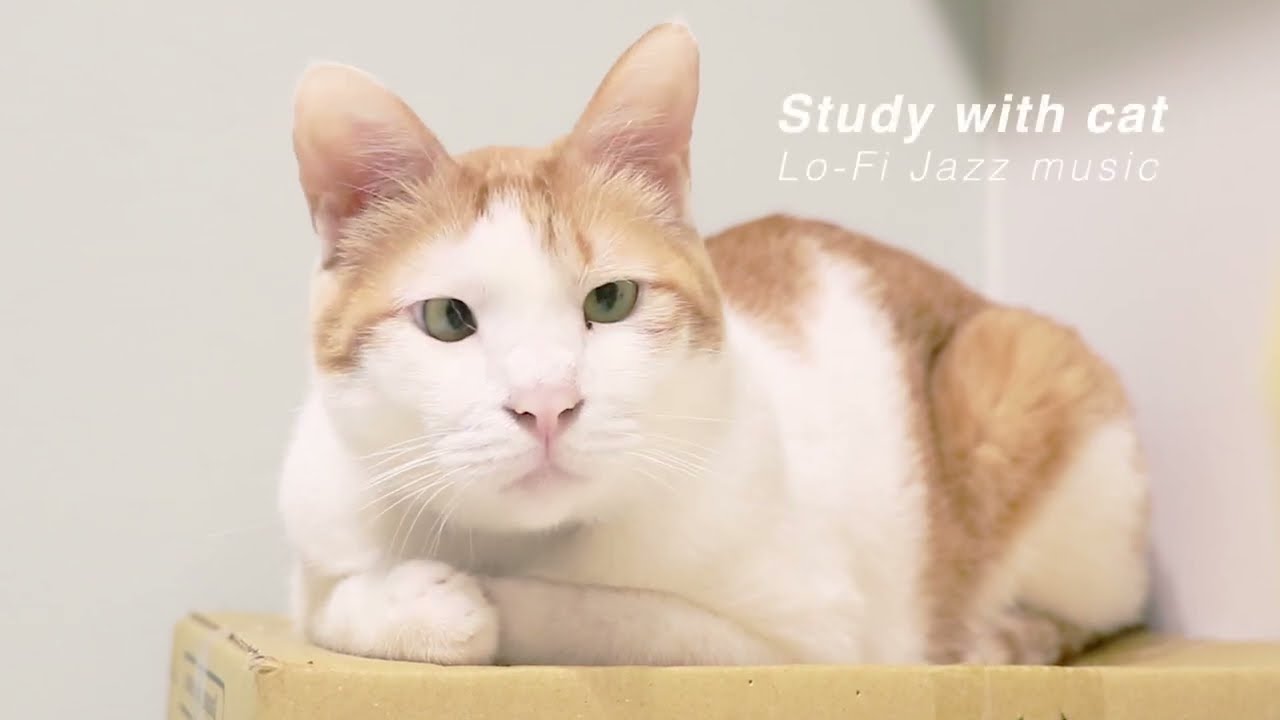 貓貓陪伴音樂   適合放鬆/學習/工作  Work & Study with Cats – Lo-Fi / Jazz / Chill music【黃阿瑪的後宮生活 Fumeancats】浣腸篇