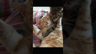 love, but in its softest form #cat #magichour #fyp #viral #catlover