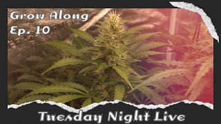 Tuesday Night Live