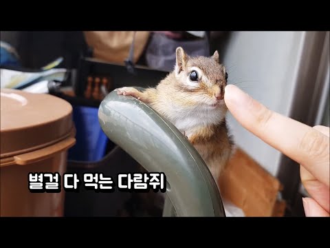 별걸 다 먹는 다람쥐
