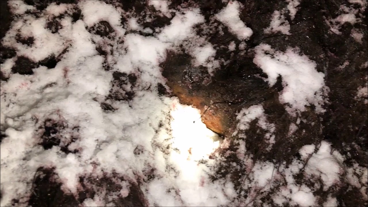 peter caine dog trainer youtube Bigfoot Frozen since 1953, The Juvenile Sasquatch