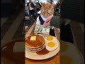 This Cat Is The Best Breakfast Waiter You'll Ever Have 🍳😸 #shorts #cats