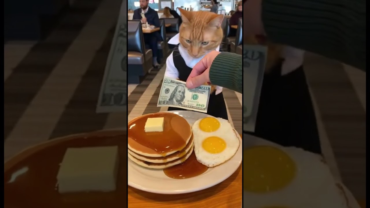 This Cat Is The Best Breakfast Waiter You'll Ever Have 🍳😸 #shorts #cats
