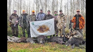 Охота на лося, кабана и косулю. Охота в Республике Беларусь, часть-4.