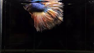 C6 HM ROSETAIL FANCY ARMAGEDON 160 PLN