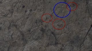 Blue Sheep Escape From Jackals Hunting On Cliff