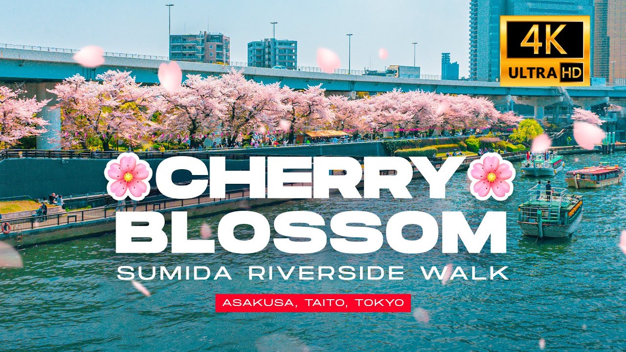 CHERRY BLOSSOM Sumida Riverside Walking alone in Tokyo