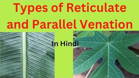 Types of reticulate and parallel venation,venation types,Hindi