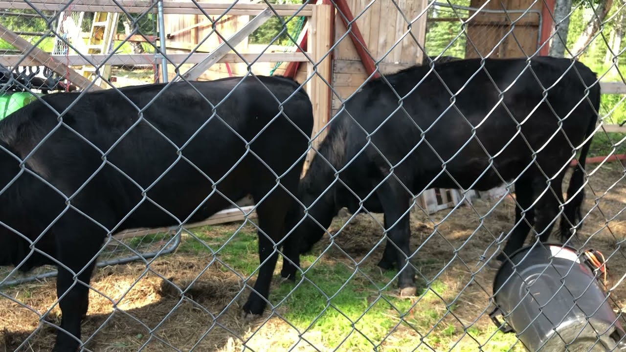 Trying to load cows into trailer with no chute or real fences.  Lawn chairs work too!