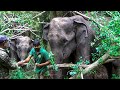 Injured Elephant Receives Injections and Care from Veterinary Doctors