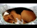 Videoclip &quot;Luna, una beagle poco común&quot;