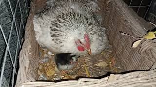 mother hen , the first baby chicken was born